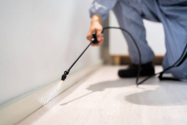 Bed Bug Pre-Treatment Preparation Assessment in Ruidoso