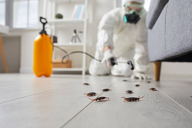 Post-Treatment Bed Bug Interceptor Monitoring in Ruidoso